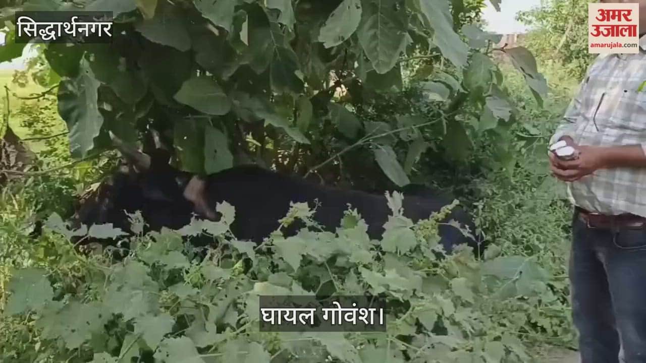 Bovine injured after being hit by a pickup carrying chicken