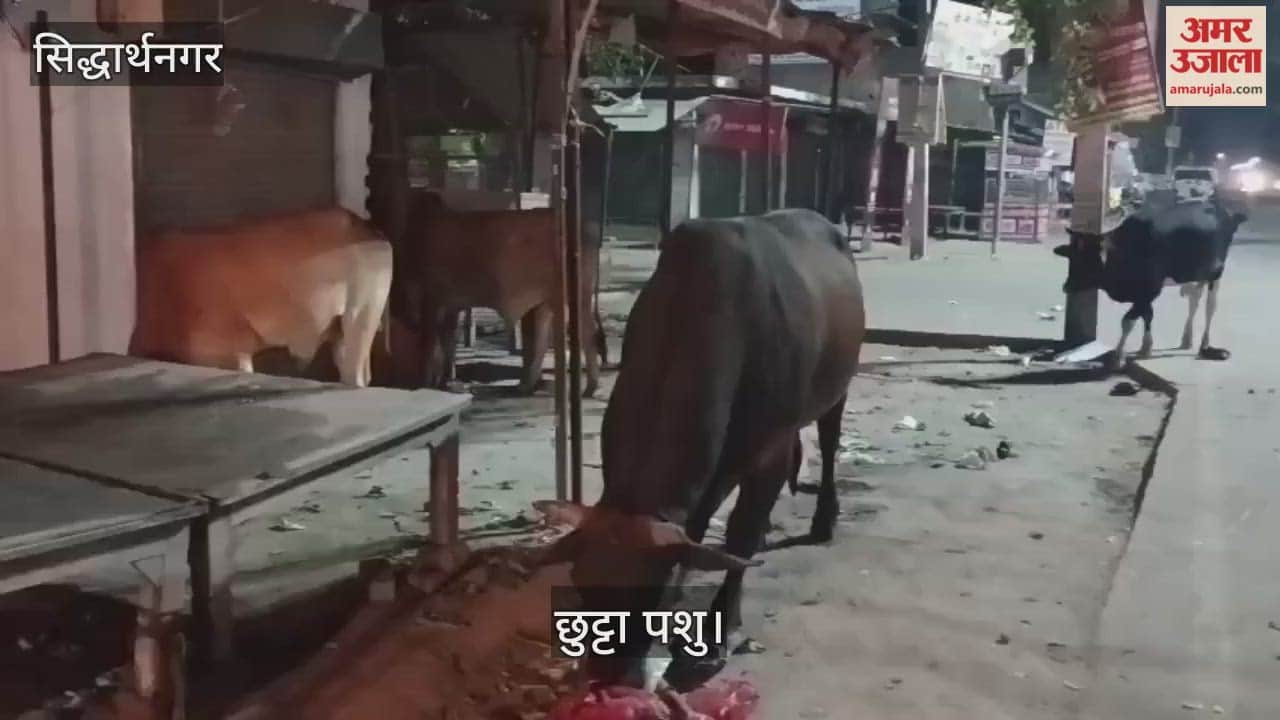 The menace of stray animals is causing problems for shopkeepers and passersby.