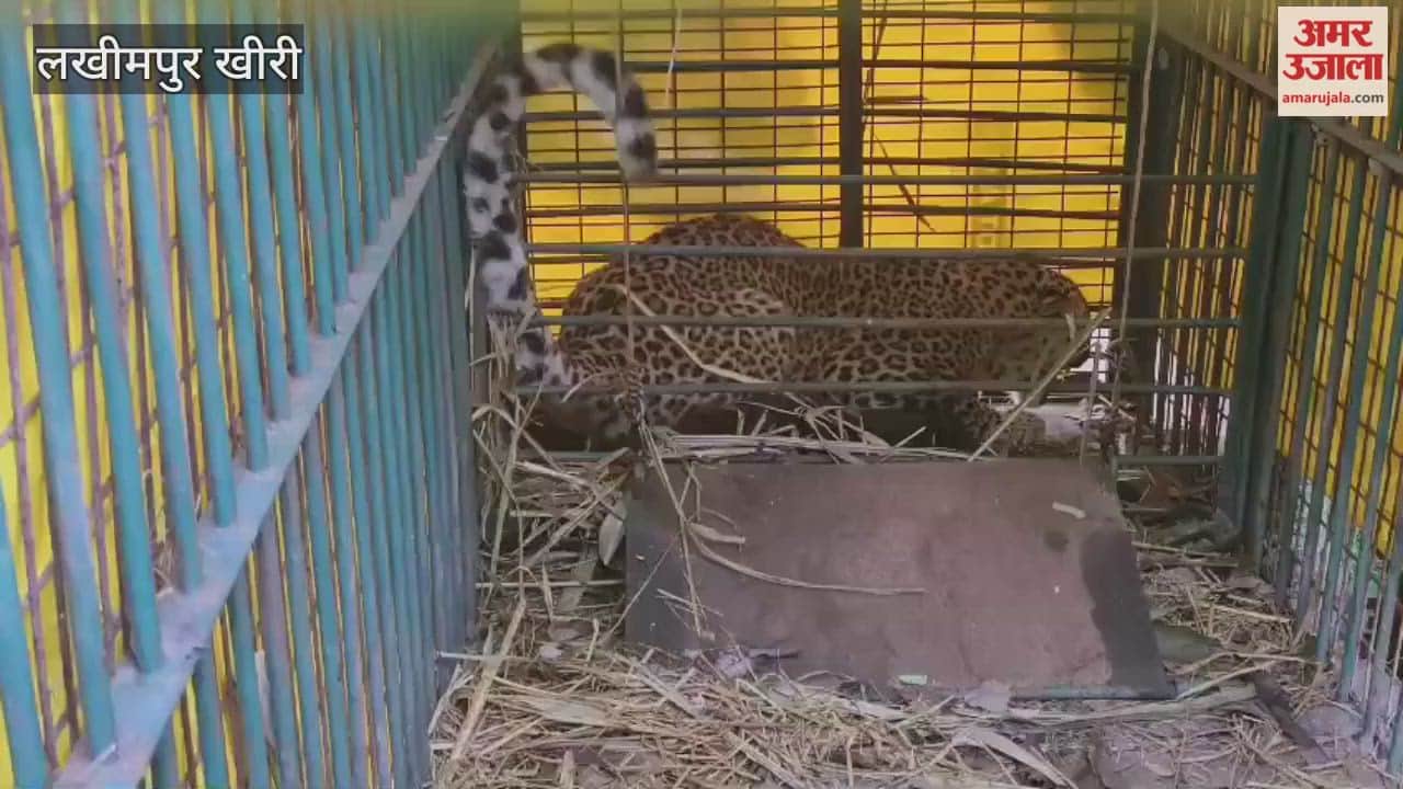 leopard trapped in a cage for the sake of a goat in lakhimpur kheri