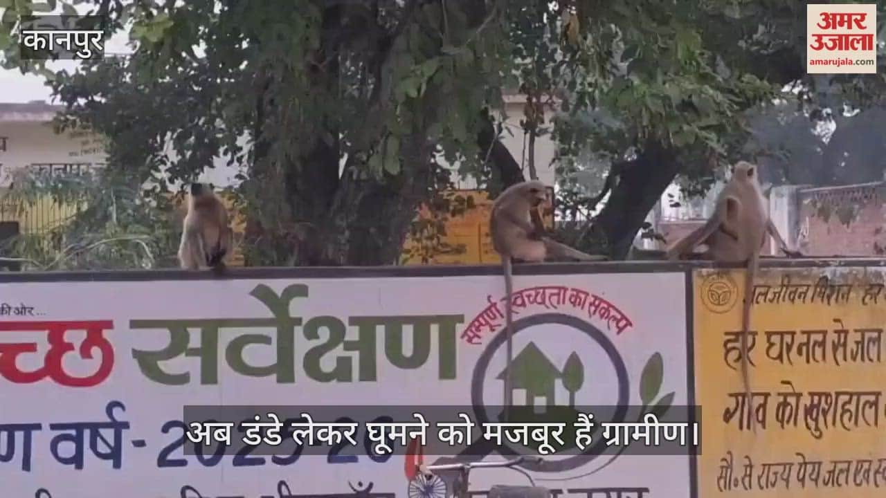 कानपुर के भीतरगांव में लंगूरों का आतंक, फसलें कीं बर्बाद…टीनशेड तोड़े, विद्युत केबिल काटकर मचाया उत्पात
