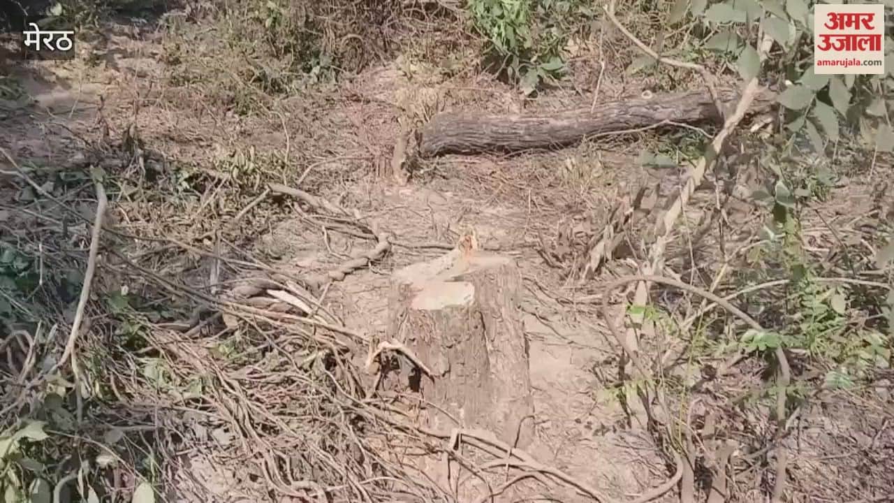 Meerut: Khair trees were cut in the dark of night, leaving the forest department sleeping.