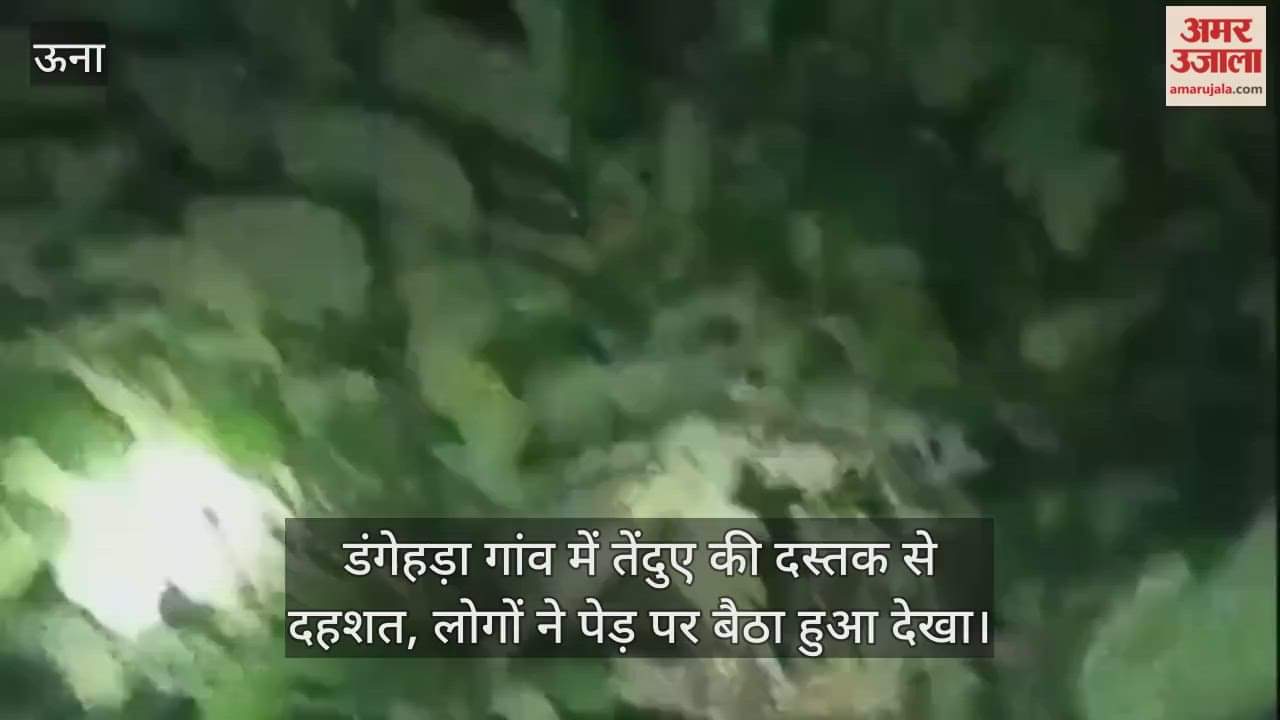 Panic due to arrival of leopard in Dangehra village, people saw it sitting on a tree