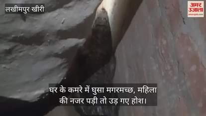crocodile came out of the pond and entered a room in the house in lakhimpur kheri