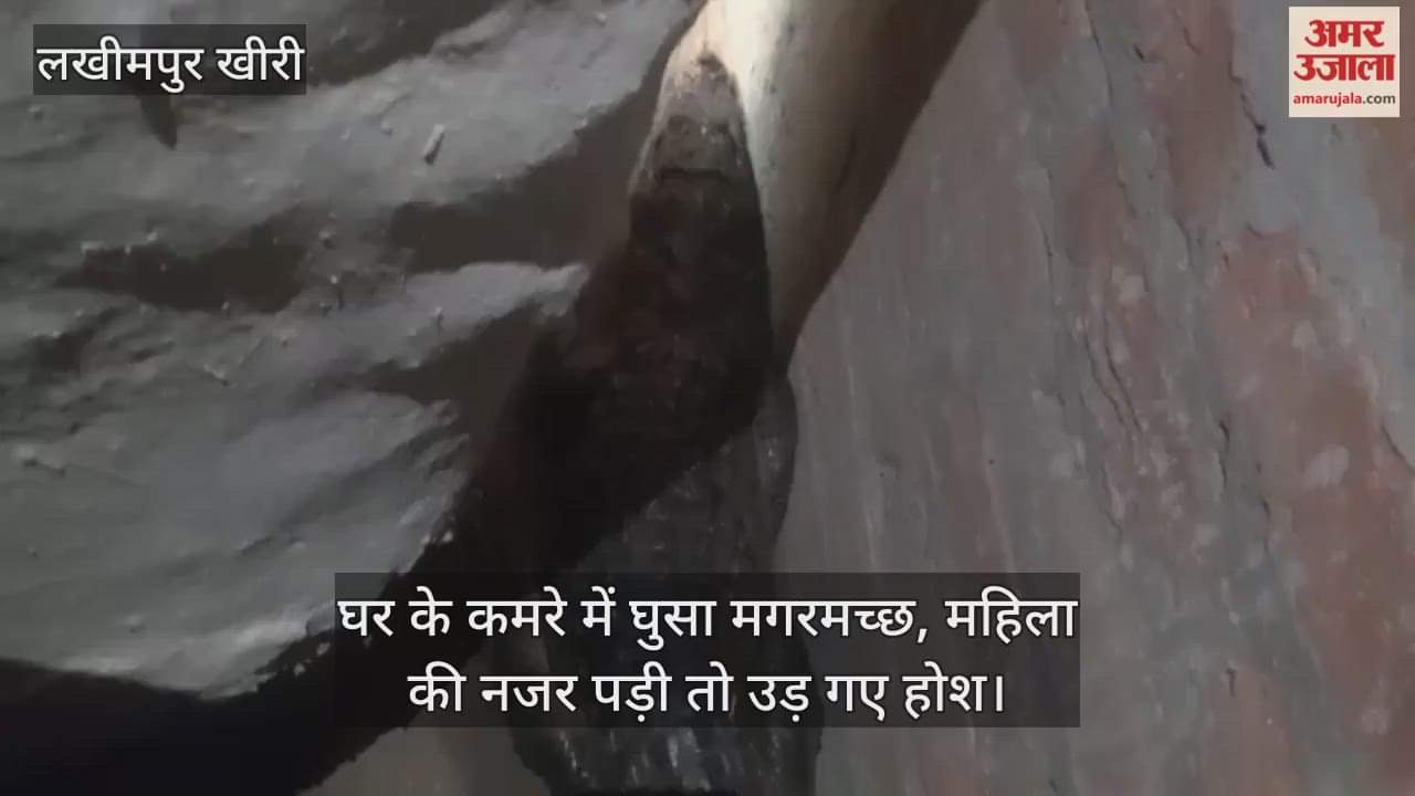 crocodile came out of the pond and entered a room in the house in lakhimpur kheri