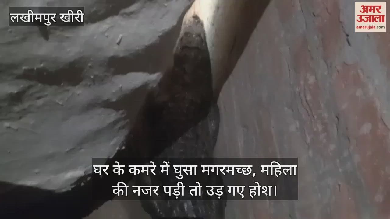 crocodile came out of the pond and entered a room in the house in lakhimpur kheri