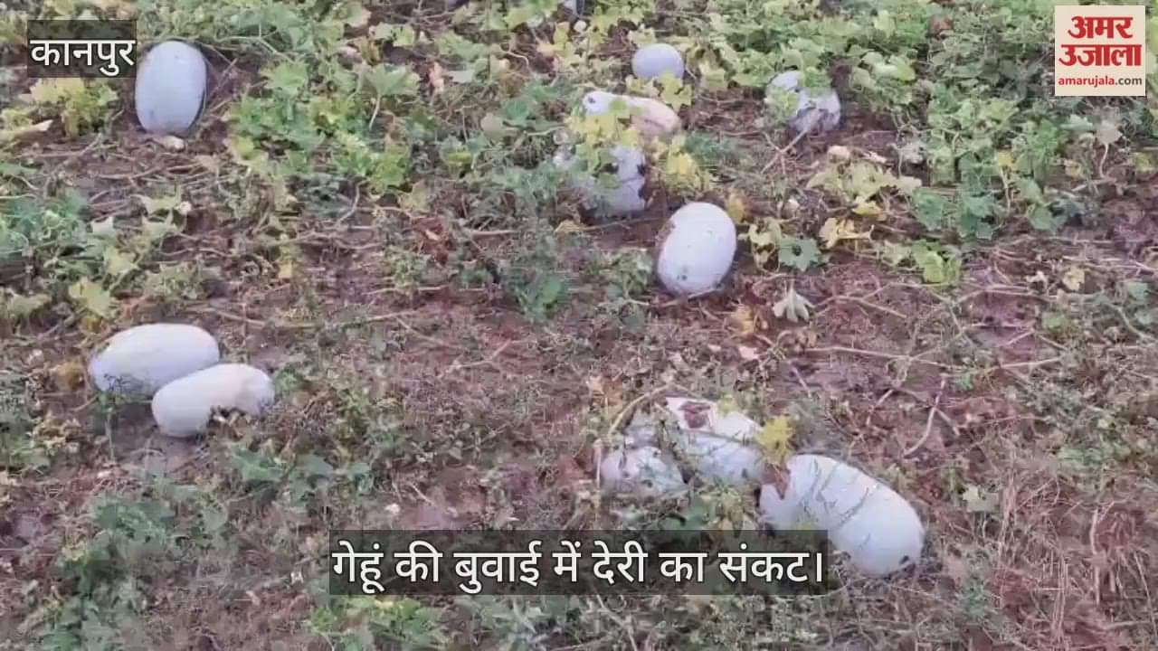 कानपुर: किसानों पर दोहरी मार, कुम्हड़े के दाम जमीन पर…लागत भी नहीं निकल रही