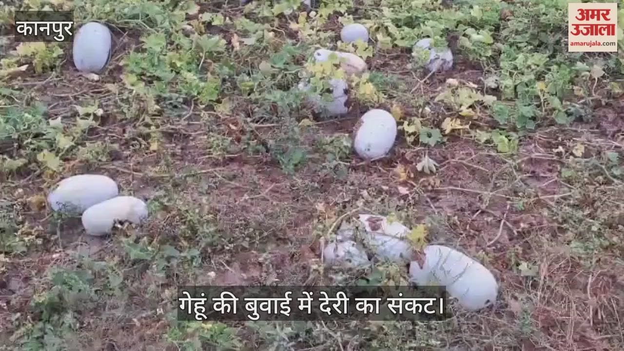 कानपुर: किसानों पर दोहरी मार, कुम्हड़े के दाम जमीन पर…लागत भी नहीं निकल रही