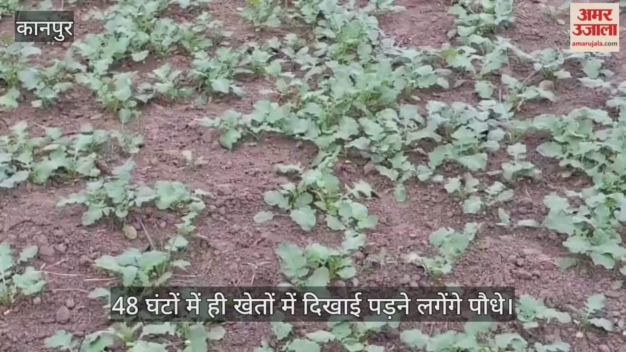 कानपुर के भीतरगांव में हल्की बारिश से अगेती लाही की बुवाई को मिला बड़ा फायदा