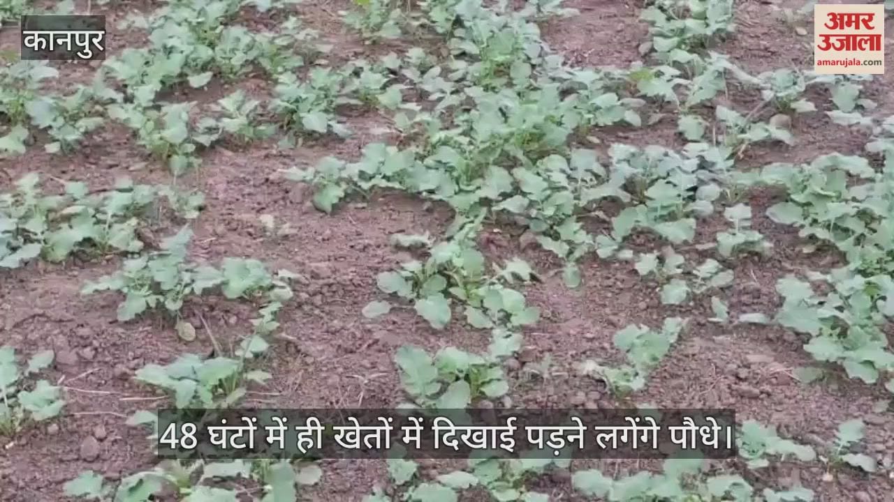 कानपुर के भीतरगांव में हल्की बारिश से अगेती लाही की बुवाई को मिला बड़ा फायदा