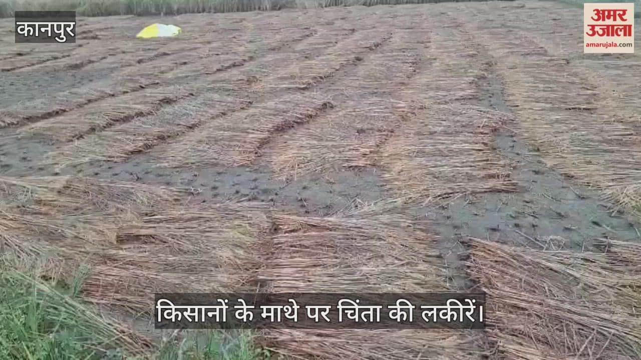 कानपुर: भीतरगांव इलाके में हल्की फुवारों से भीगी धान की फसल, कटाई-कुटाई बंद…भारी नुकसान की आशंका