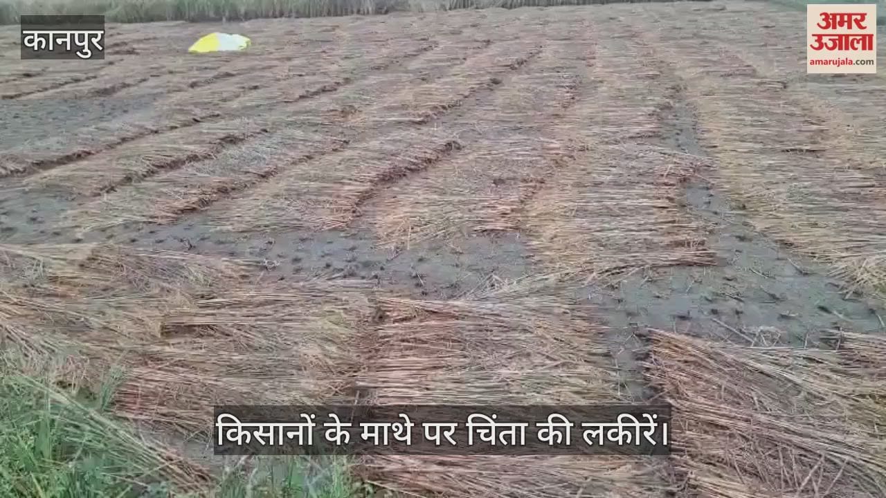 कानपुर: भीतरगांव इलाके में हल्की फुवारों से भीगी धान की फसल, कटाई-कुटाई बंद…भारी नुकसान की आशंका