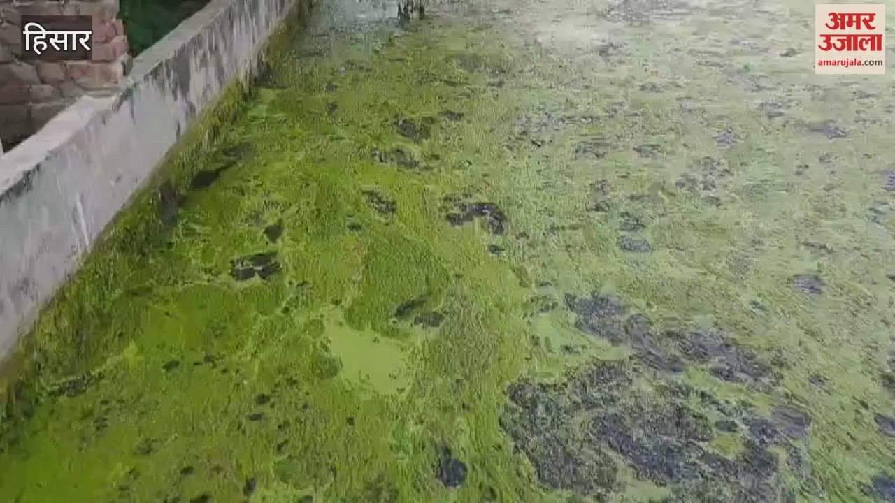 Green and black water in Hisar's waterworks, experts say, is the result of urea, DAP, and wastewater dissolved in the waterworks