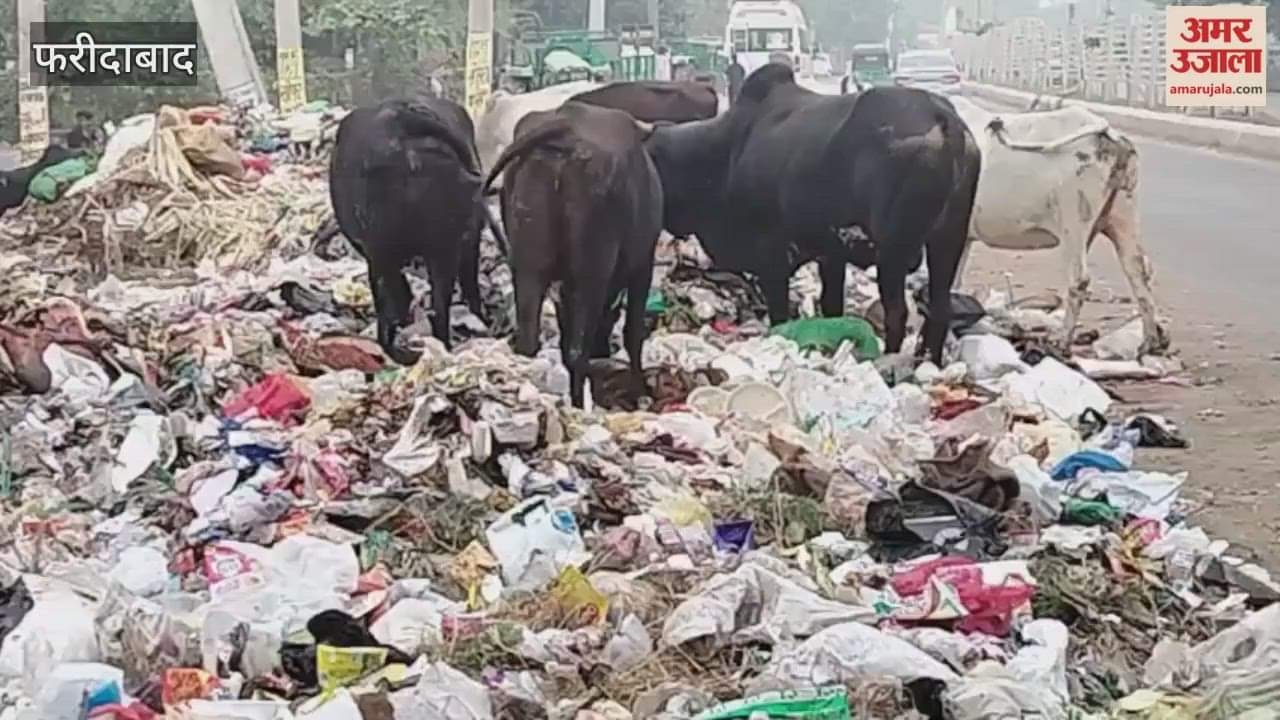 Garbage spread on roadside on road from NIT Teen Mula Hotel to Gurugram