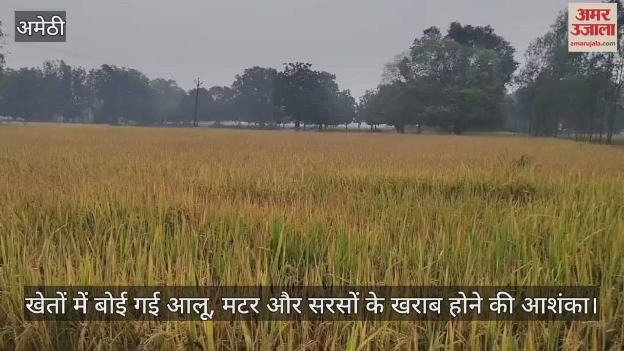 VIDEO: बारिश बनी किसानों की परेशानी, फसल सहेजने में जुटे किसान, खेतों में कटी पड़ी भीगी धान की फसल