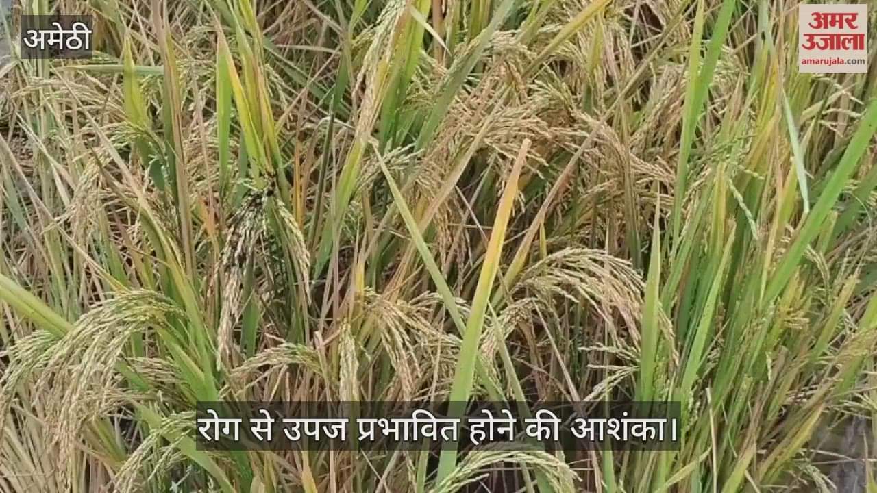 VIDEO: धान की फसलों में रोग लगने से किसान परेशान, कटुआ, खैरा व हल्दिया रोग से उपज प्रभावित होने की आशंका