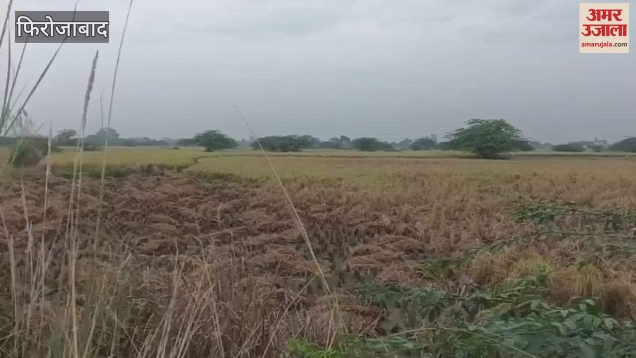 Fear of crop damage due to rain