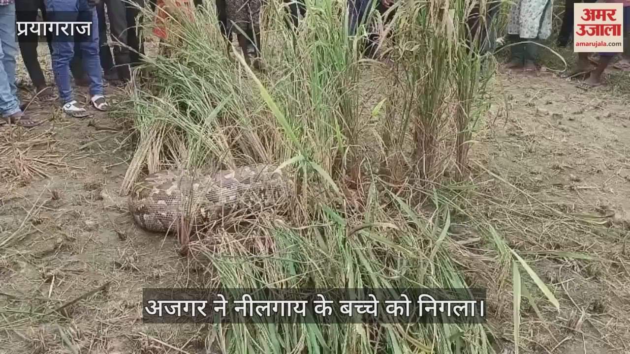 A huge python emerged in Gopalpur village in Uttaran, causing a stir. It swallowed a baby Nilgai.