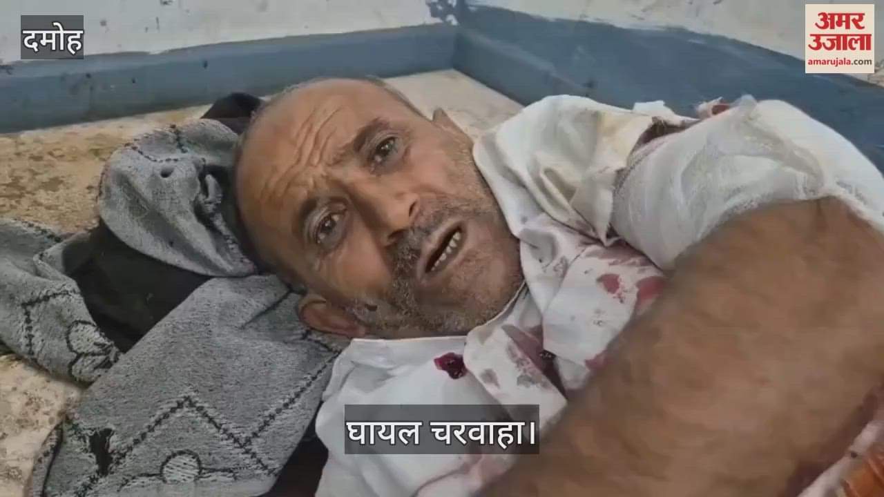 Shepherd attacked by bear