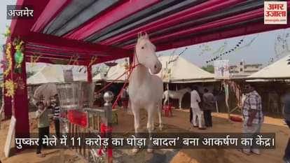Pushkar Fair 2025: Badal horse worth 11 crore rupees becomes star Father of 285 children at age of 5