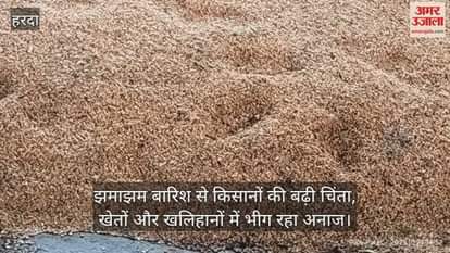 Harda News: Due to continuous rain, crops kept in barns started getting spoiled.