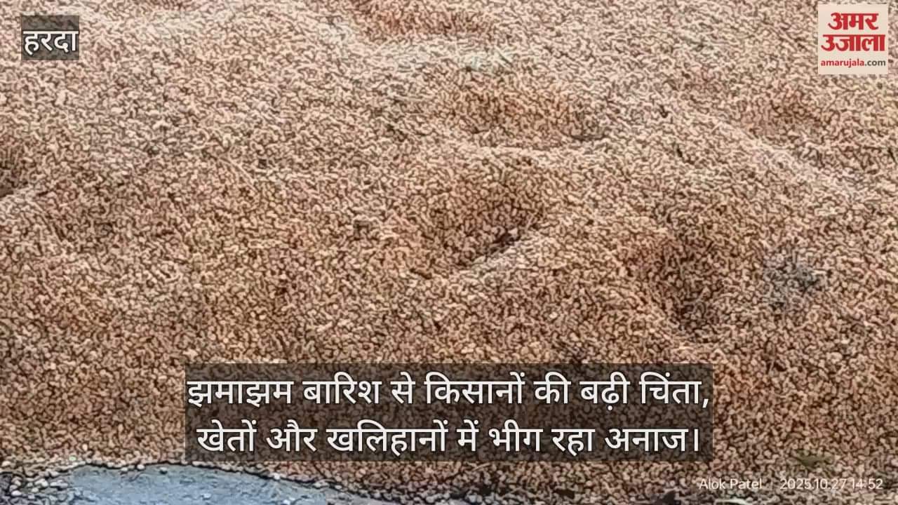 Harda News: Due to continuous rain, crops kept in barns started getting spoiled.