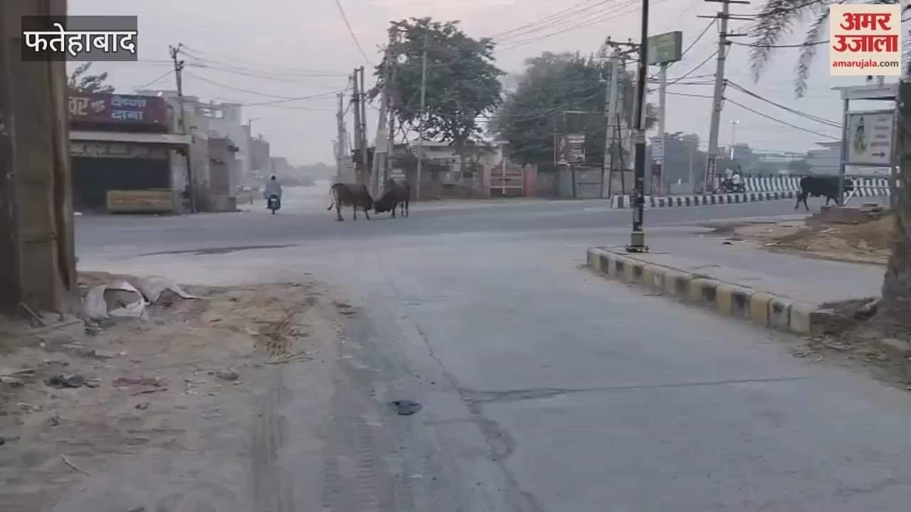 Municipal Council's claim of freeing Tohana in Fatehabad from stray animals has fallen flat, with animals fighting on the main roads.