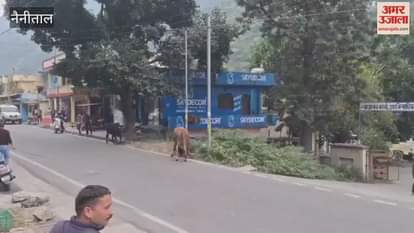 Two bulls clashed in Khairna market