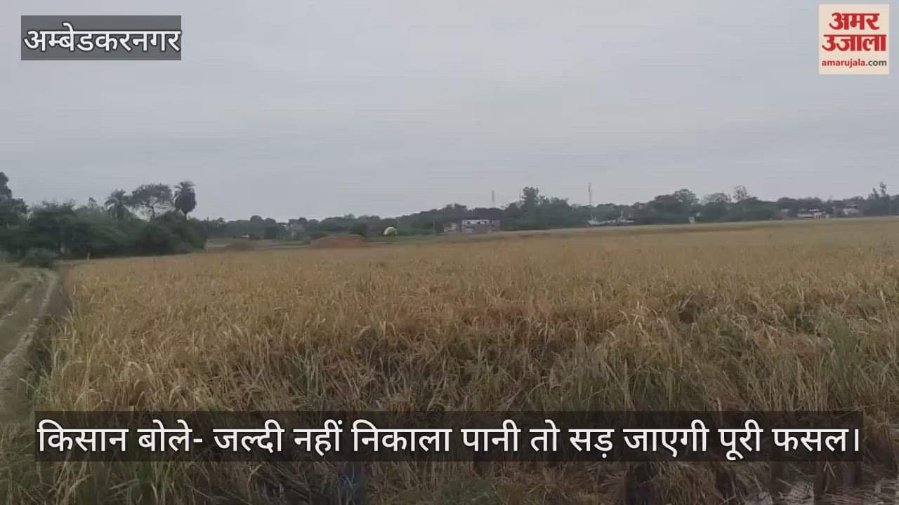 VIDEO: धान की फसल पानी में डूबी, किसान परेशान, बोले- पानी नहीं निकला तो खराब हो जाएगी फसल