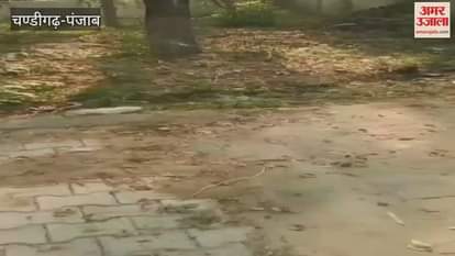 Wood stolen from the cremation ground in Bajidpur village of Firozpur