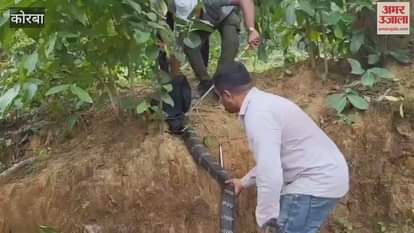 World longest snake caught on camera in Korba