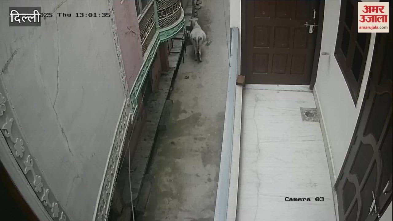 Cattle attacked 71 year old man in Prahladpur village