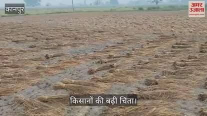 कानपुर: बुधवार देर रात से रिमझिम बारिश, खेतों में कटी धान की फसल भीगी