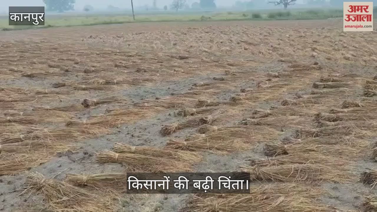 कानपुर: बुधवार देर रात से रिमझिम बारिश, खेतों में कटी धान की फसल भीगी