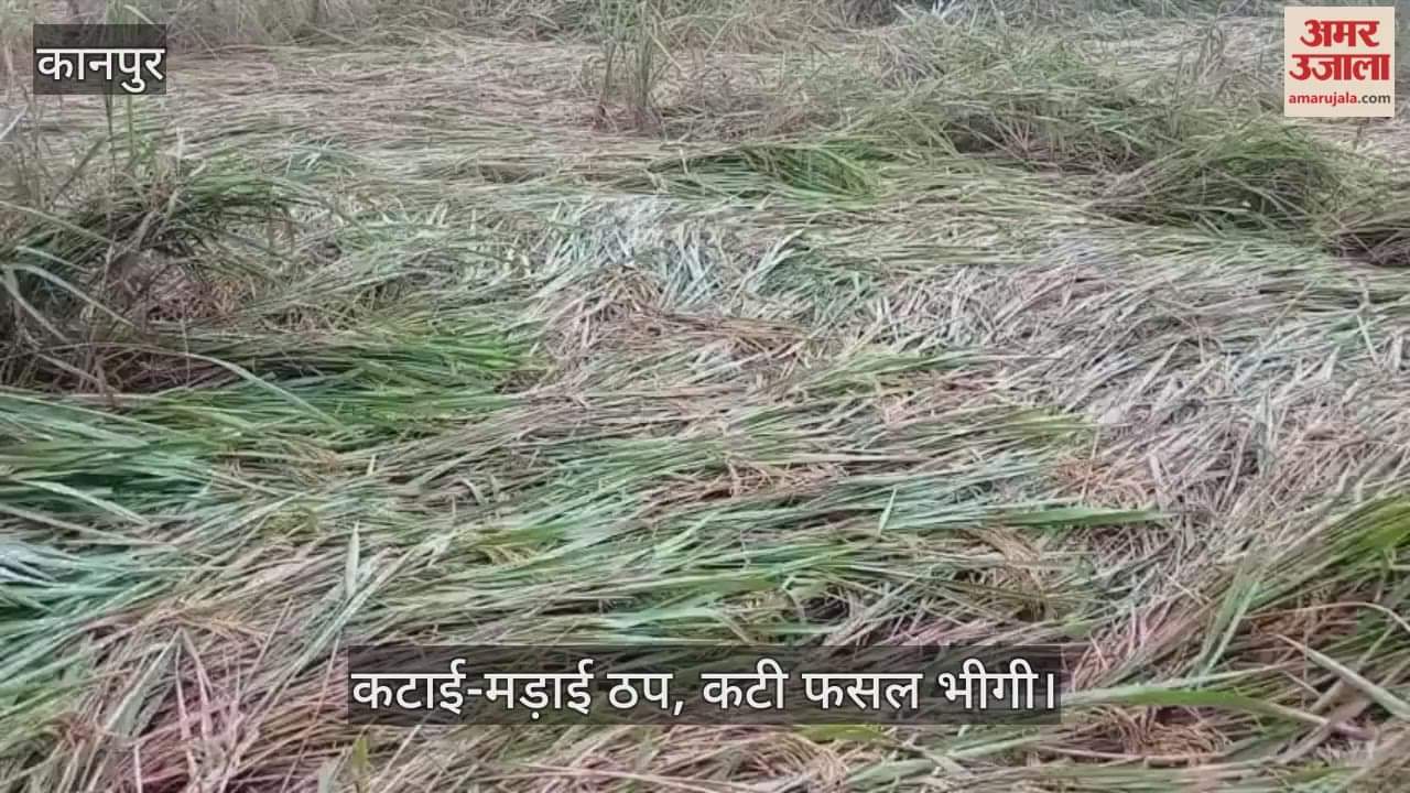 कानपुर में बेमौसम मार: बारिश और तेज हवा से खड़ी धान की फसल गिरी