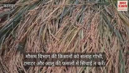 कानपुर: भीतरगांव में आधे घंटे झमाझम बारिश, धान कटाई ठप…किसानों की परेशानी बढ़ी