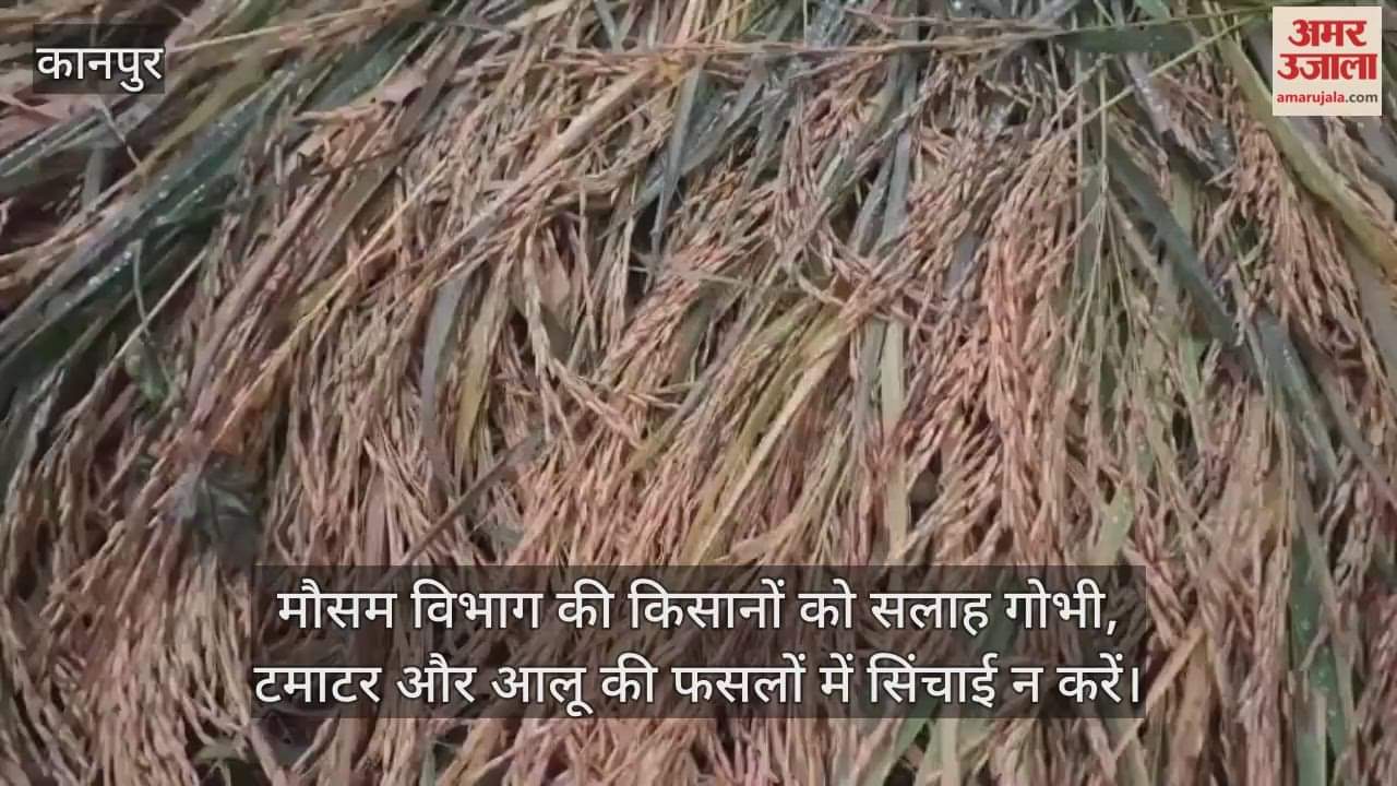 कानपुर: भीतरगांव में आधे घंटे झमाझम बारिश, धान कटाई ठप…किसानों की परेशानी बढ़ी