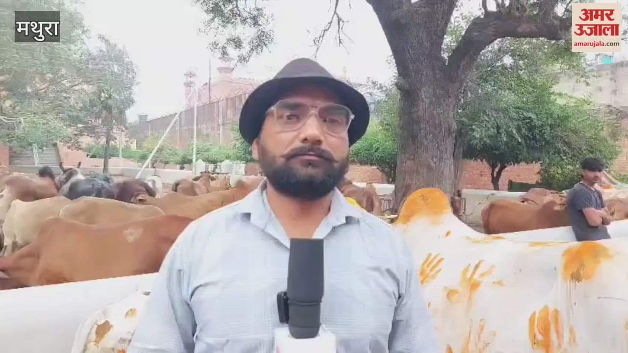 Gopashtami Celebrated at Shri Krishna Janmabhoomi with Cow Worship