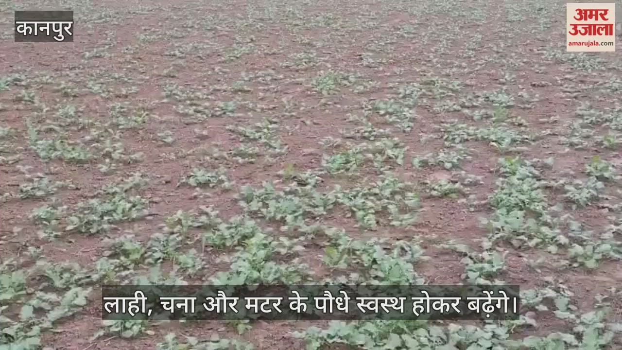 कानपुर: भीतरगांव में सुबह से रुक-रुककर बारिश जारी, लाही…चना और सरसों के पौधों को फायदा