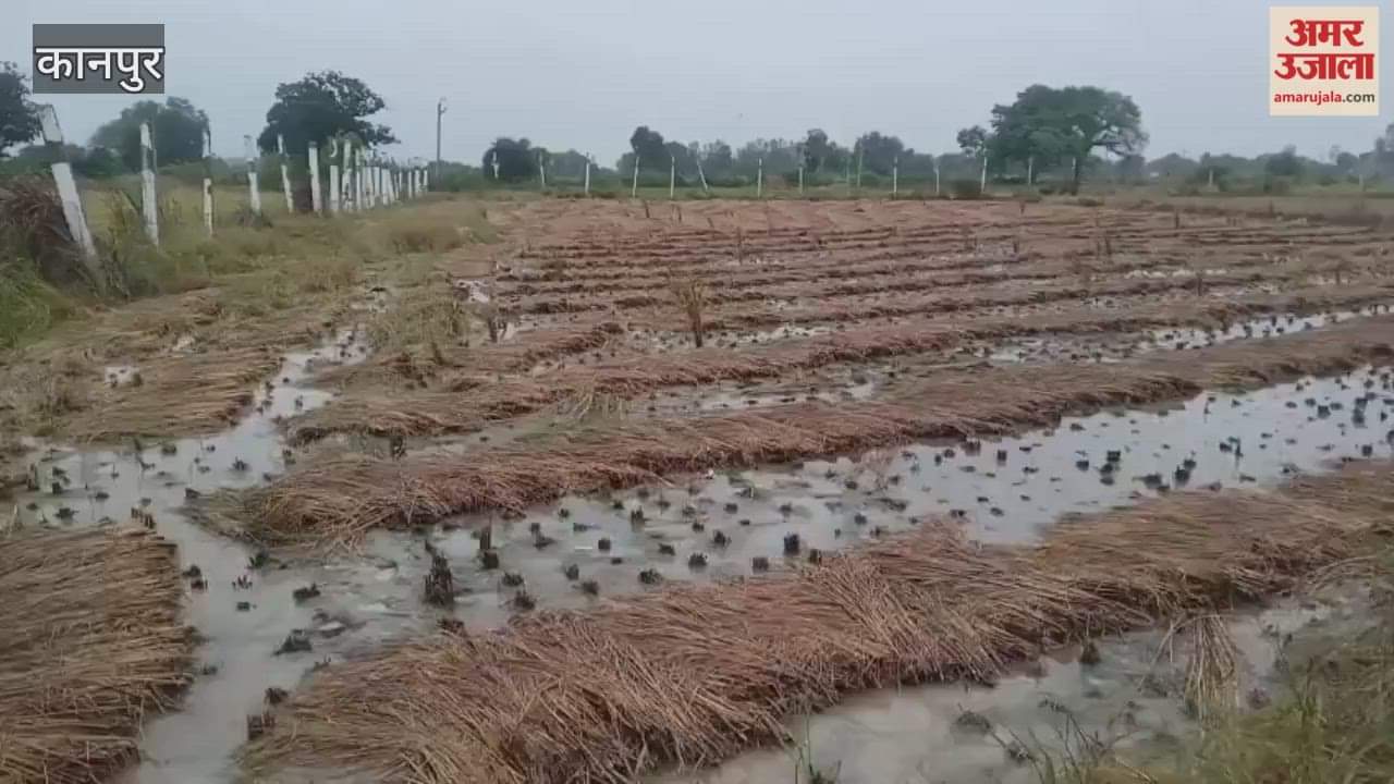 Rain has increased farmers' worries, with flooded fields threatening to rot their crops