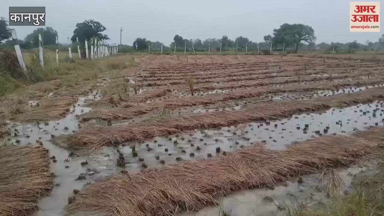 Rain has increased farmers' worries, with flooded fields threatening to rot their crops
