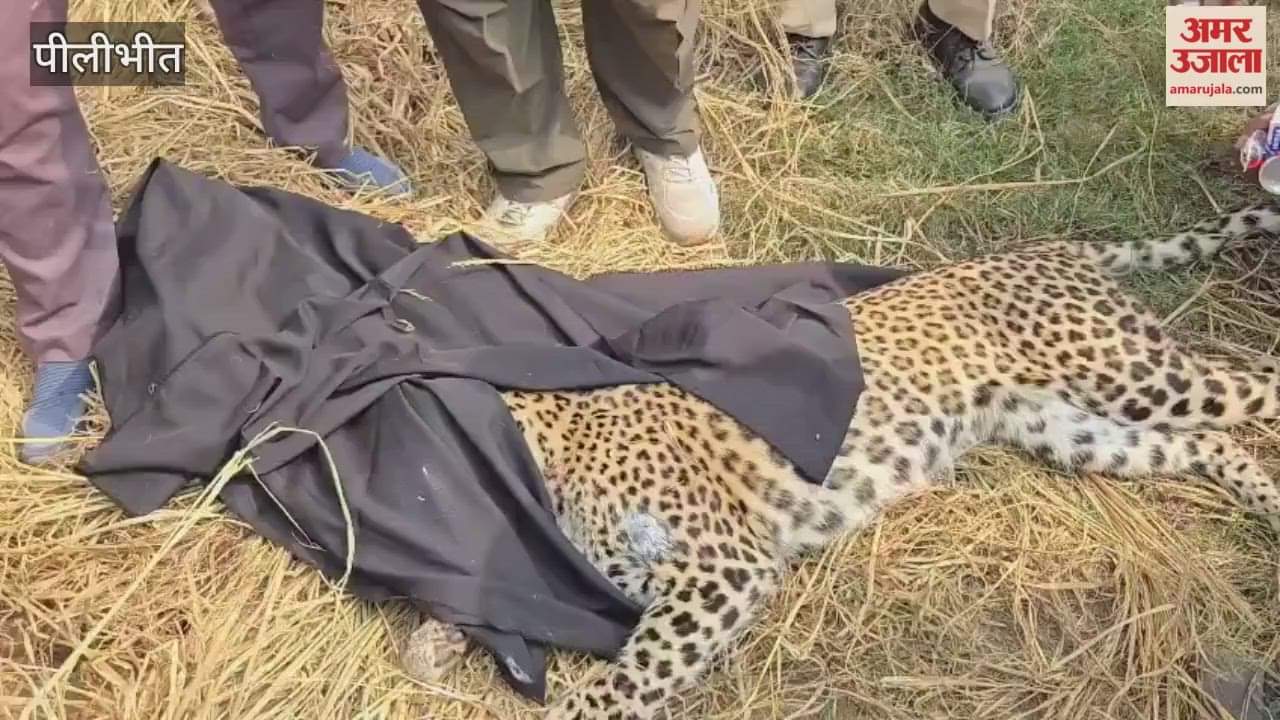 forest department team tranquilized and rescued a leopard in Pilibhit