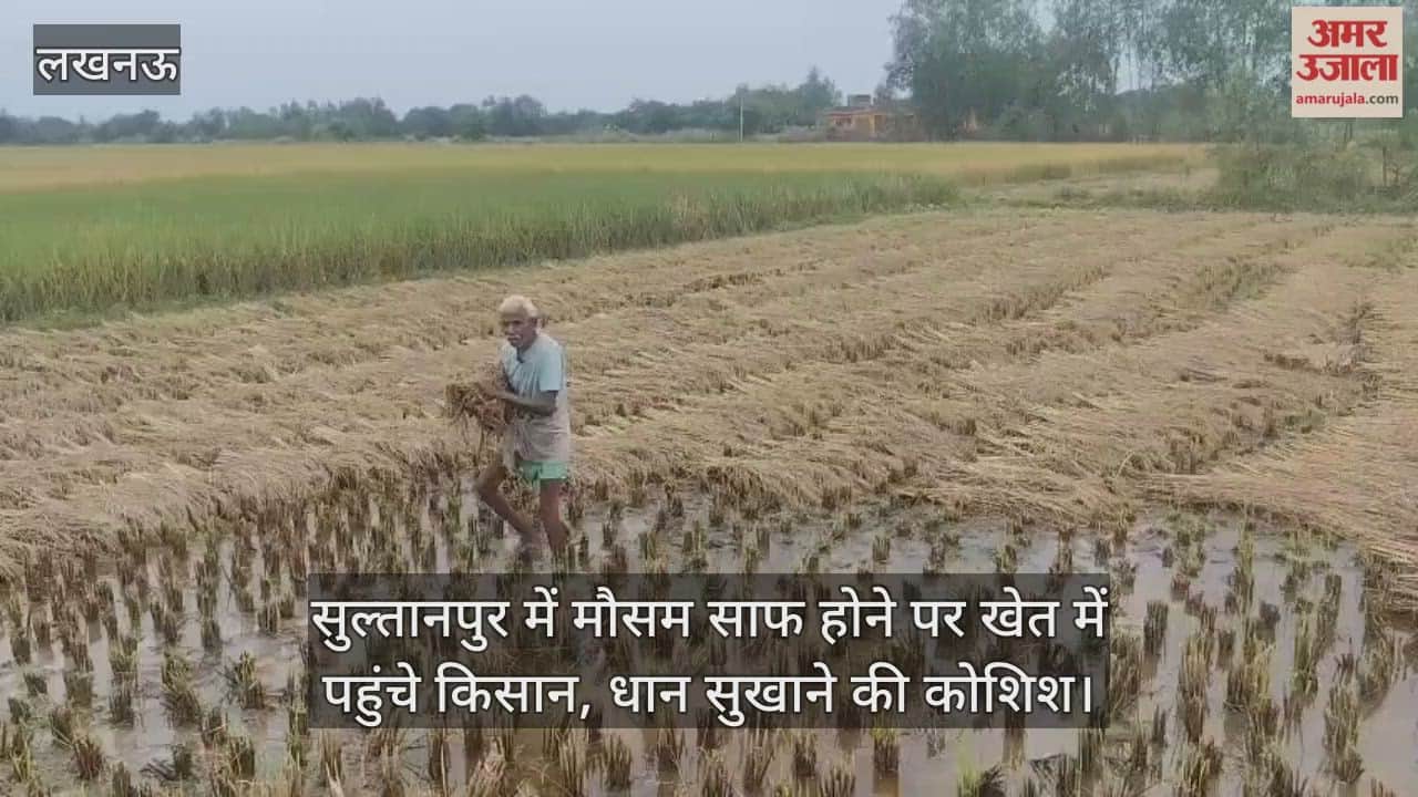 Video : सुल्तानपुर में मौसम साफ होने पर खेत में पहुंचे किसान, धान सुखाने की कोशिश