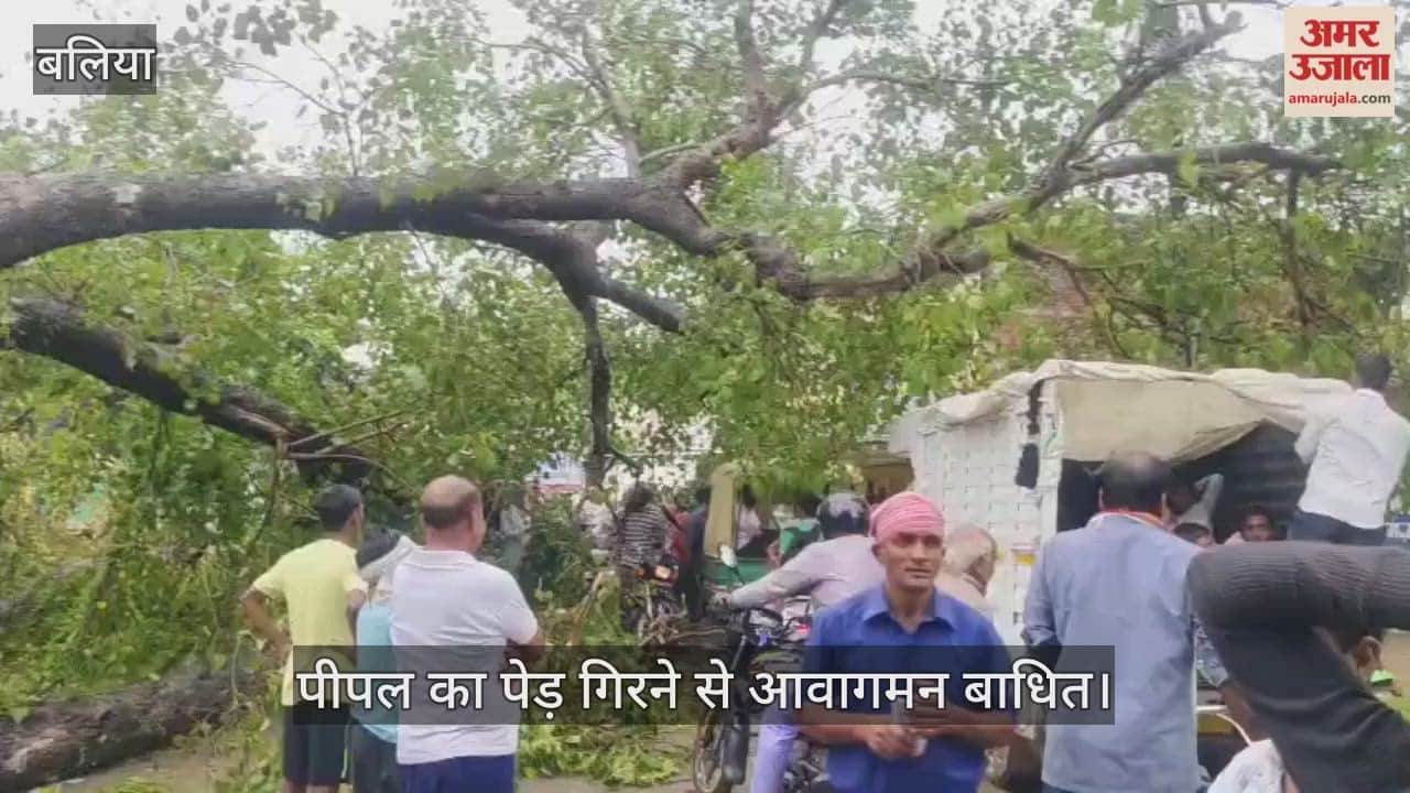 Traffic on Ballia-Sikanderpur road disrupted due to falling of Peepal tree due to rain