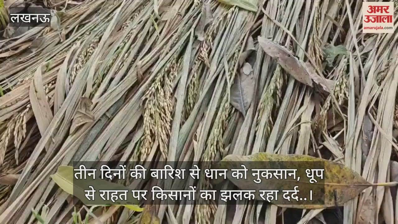 Video :  तीन दिनों की बारिश से धान को नुकसान, धूप से राहत पर किसानों का झलक रहा दर्द..