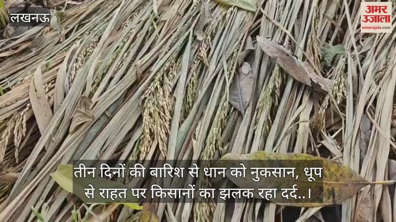 Video :  तीन दिनों की बारिश से धान को नुकसान, धूप से राहत पर किसानों का झलक रहा दर्द..