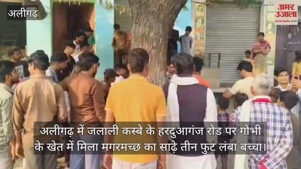 अलीगढ़ में जलाली कस्बे के हरदुआगंज रोड पर गोभी के खेत में मिला मगरमच्छ का साढ़े तीन फुट लंबा बच्चा