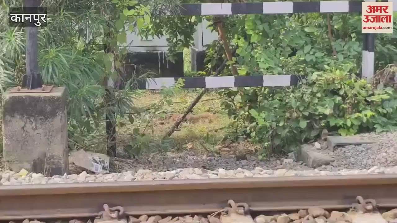 Six monkeys were killed after being hit by a passenger train going from Kasganj to Kanpur