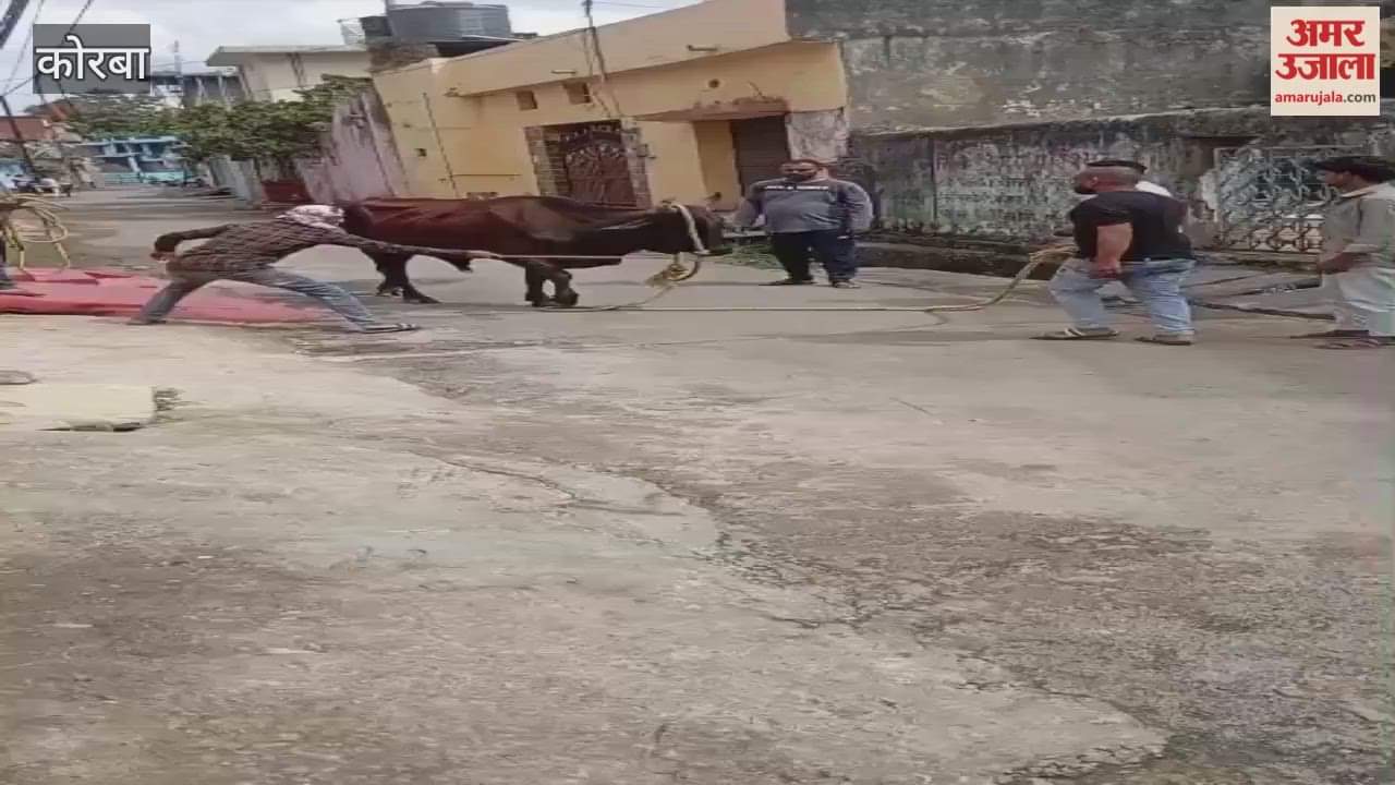 Stray bull caught by corporation workers