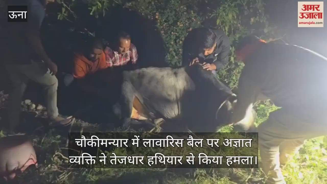 An unidentified man attacked a stray bull in Chowkimaniyar with a sharp weapon