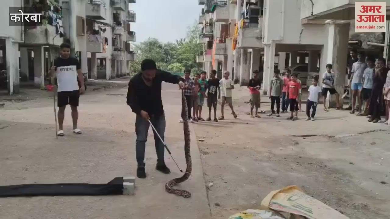 Children escape being attacked by python snake was sitting with a latch in Korba